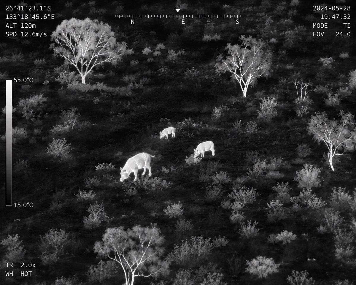 Aerial thermal drone capture of a mob of feral pigs located at night across open country